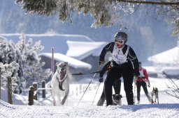 Lenk 2013